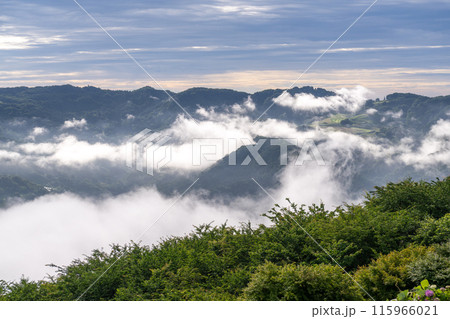 《埼玉県》秩父の大雲海・朝霧 115966021