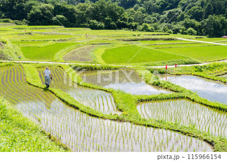 《埼玉県》田植えシーズンの寺坂棚田・初夏の秩父 《埼玉県》田植えシーズンの寺坂棚田・初夏の秩父 115966154