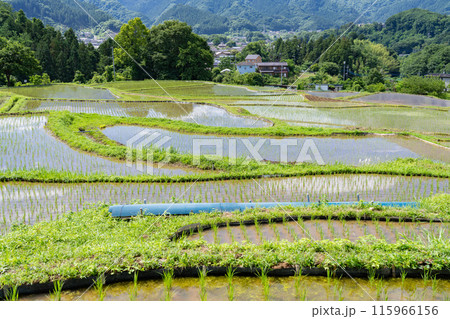 《埼玉県》田植えシーズンの寺坂棚田・初夏の秩父 《埼玉県》田植えシーズンの寺坂棚田・初夏の秩父 115966156