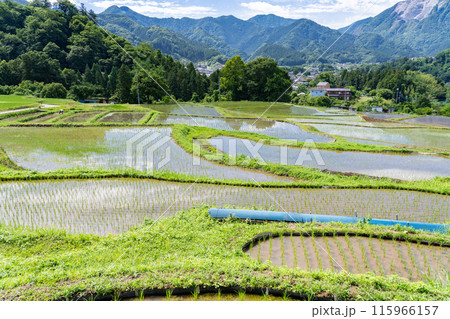 《埼玉県》田植えシーズンの寺坂棚田・初夏の秩父 《埼玉県》田植えシーズンの寺坂棚田・初夏の秩父 115966157