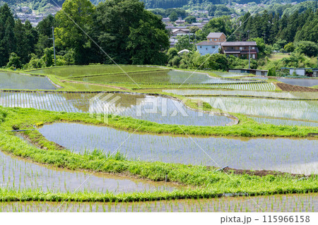 《埼玉県》田植えシーズンの寺坂棚田・初夏の秩父 115966158