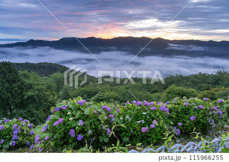 《埼玉県》天空のあじさい・雲上の美の山公園 《埼玉県》天空のあじさい・雲上の美の山公園 115966255