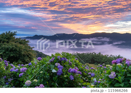 《埼玉県》天空のあじさい・雲上の美の山公園 《埼玉県》天空のあじさい・雲上の美の山公園 115966266