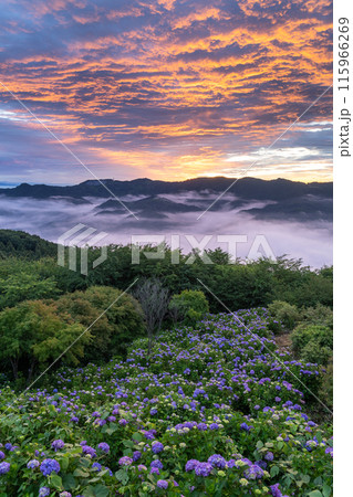 《埼玉県》天空のあじさい・雲上の美の山公園 《埼玉県》天空のあじさい・雲上の美の山公園 115966269