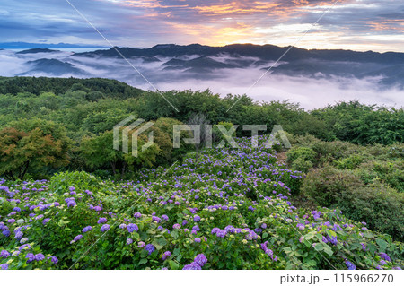 《埼玉県》天空のあじさい・雲上の美の山公園 《埼玉県》天空のあじさい・雲上の美の山公園 115966270