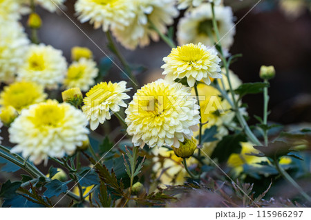 晩秋を彩る菊の花 115966297