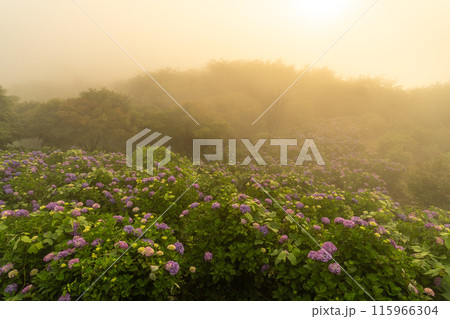 《埼玉県》秩父の大雲海・梅雨時の朝 115966304