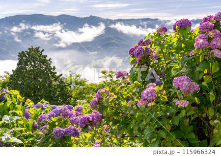 《埼玉県》秩父の大雲海・梅雨時の朝 115966324
