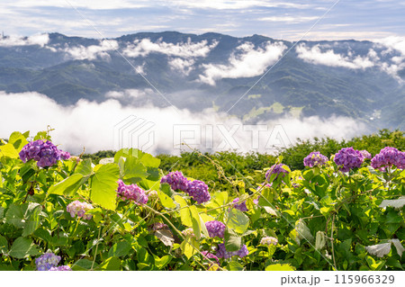 《埼玉県》秩父の大雲海・梅雨時の朝 115966329