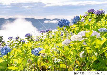 《埼玉県》秩父の大雲海・梅雨時の朝 115966346