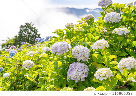 《埼玉県》秩父の大雲海・梅雨時の朝 115966358
