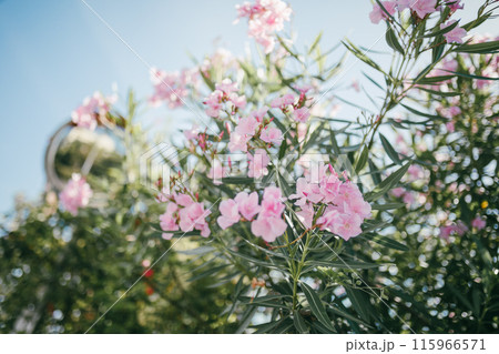 南国で咲くピンクの花 南国で咲くピンクの花 115966571
