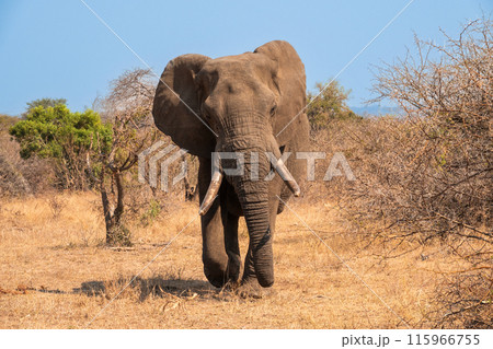Male Elephant Approaching With Ears Spread, South Africa Male Elephant Approaching With Ears Spread, South Africa 115966755