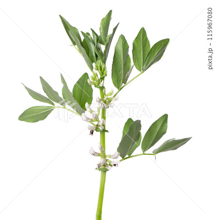 Green bush of fava beans with flowers, isolated on white background. Broad beans. Green bush of fava beans with flowers, isolated on white background. Broad beans. 115967080