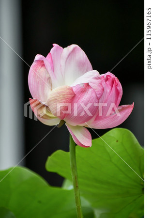 珍しい双頭蓮（1本の茎に2つの花） 115967165