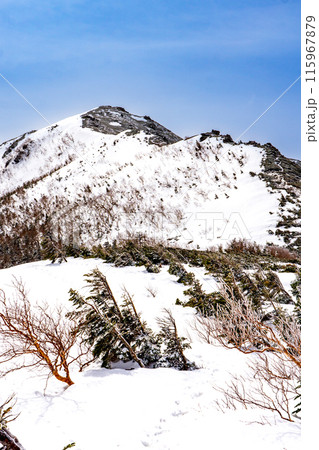 中央アルプスの将棋頭山　残雪期登山　茶臼山分岐から見上げる将棋頭山 115967879