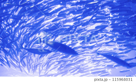 逆光 いわしの魚群の影のイラスト素材 [115968031] - PIXTA