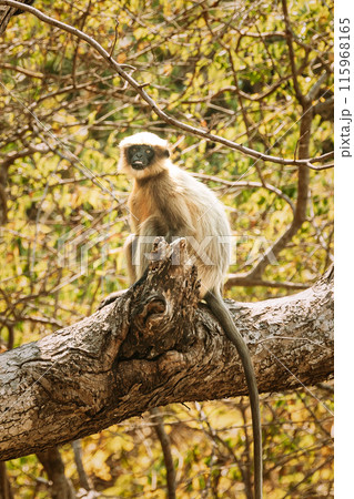 Goa, India. Funny Gray Langur Monkey Sitting On Of Tree Goa, India. Funny Gray Langur Monkey Sitting On Of Tree 115968165