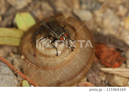 Close up The housefly insect on snail dead Close up The housefly insect on snail dead 115968169