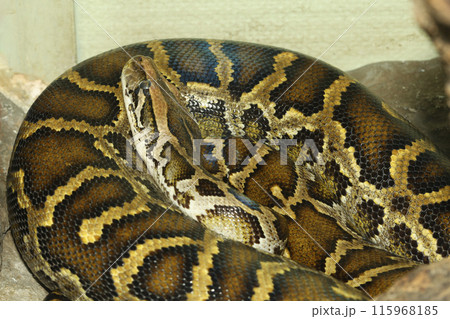 Head burmese python in body on stick tree at thailand Head burmese python in body on stick tree at thailand 115968185