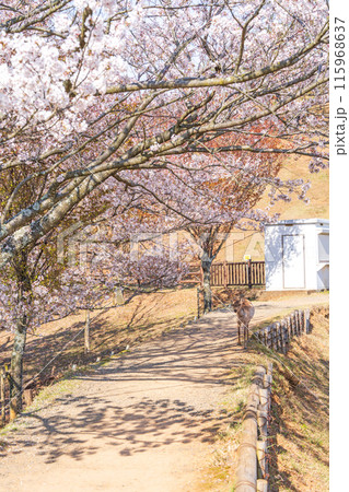 【春】奈良公園 若草山【桜】 【春】奈良公園 若草山【桜】 115968637