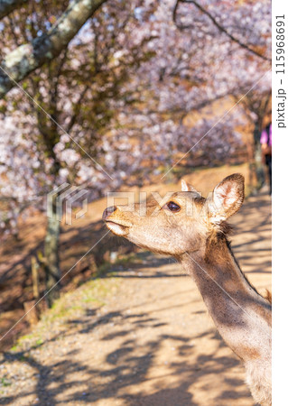 【春】奈良公園 若草山の鹿【桜】 【春】奈良公園 若草山の鹿【桜】 115968691