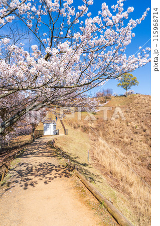 【春】奈良公園　若草山【桜】 115968714