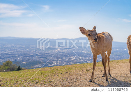 【春】奈良公園　若草山の鹿 115968766