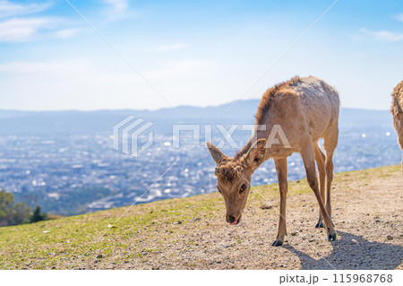 【春】奈良公園 若草山の鹿 【春】奈良公園 若草山の鹿 115968768