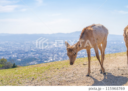 【春】奈良公園　若草山の鹿 115968769