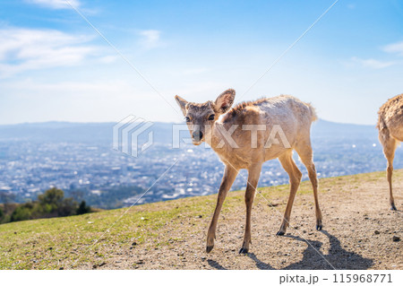 【春】奈良公園　若草山の鹿 115968771