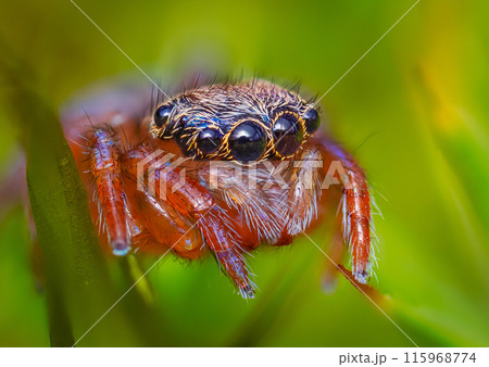 Detailed photo of a jumping spider on orange surface, showing camouflage and sharp features 115968774