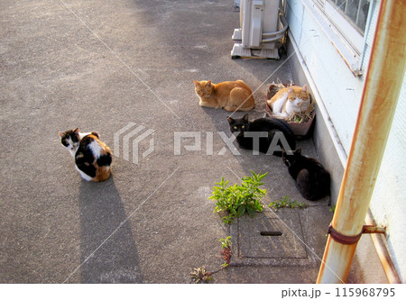 野良猫会議 野良猫会議 115968795