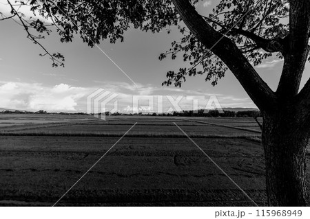 landscape rice field, black and white landscape rice field, black and white 115968949