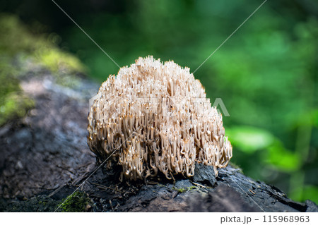 Artomyces pyxidatus (crown coral or crown-tipped coral fungus) grows on fallen log in the forest. Artomyces pyxidatus (crown coral or crown-tipped coral fungus) grows on fallen log in the forest. 115968963
