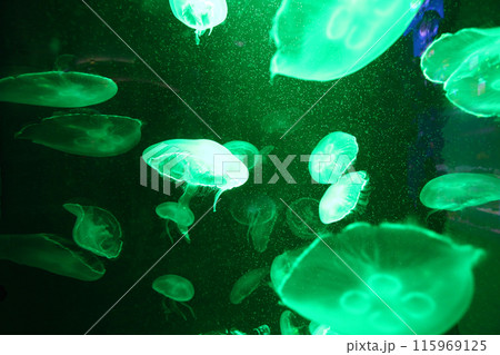 Green light jellyfish are floating in the water with lights shining on them, creating a glow. 115969125