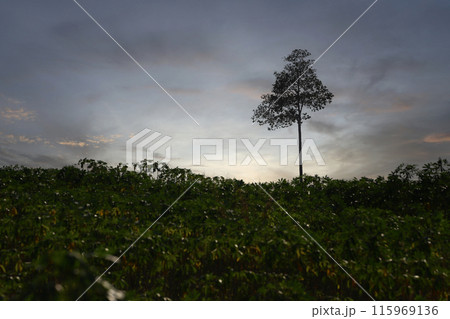 Dipterocarpus alatus Roxb. or Yang Na trees are growing in the cassava fields. 115969136