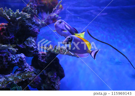 Acanthurus leucosternon fish or powder blue tang fish in a tang. 115969143