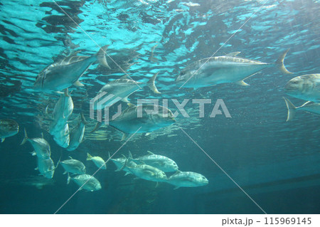 Caranx fishs of sea bass swimming together in groups, photographed from below. 115969145