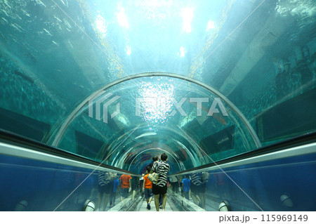 Rear view of glass tunnel in the aquarium walkway. Rear view of glass tunnel in the aquarium walkway. 115969149