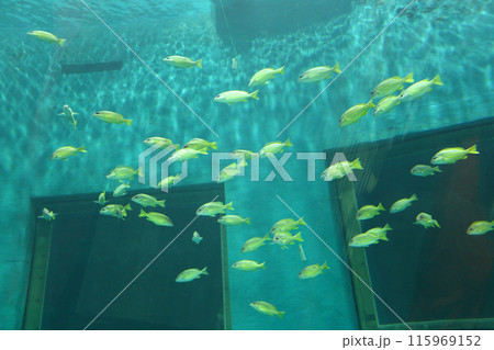 flock of Lutjanus carponotatus fishes or Lutjanus madras fish is swimming. flock of Lutjanus carponotatus fishes or Lutjanus madras fish is swimming. 115969152