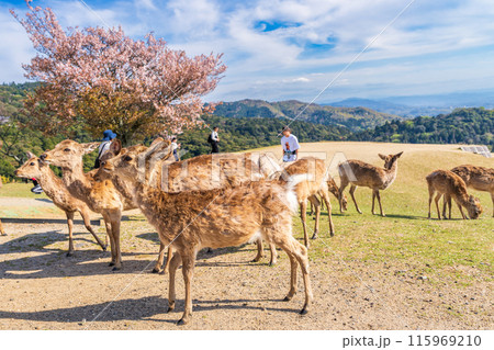 【春】奈良公園 若草山の鹿【桜】 【春】奈良公園 若草山の鹿【桜】 115969210