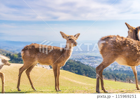 【春】奈良公園 若草山の鹿 【春】奈良公園 若草山の鹿 115969251