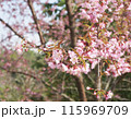 pink cherry blossom in spring 115969709