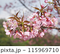 pink cherry blossom in spring 115969710