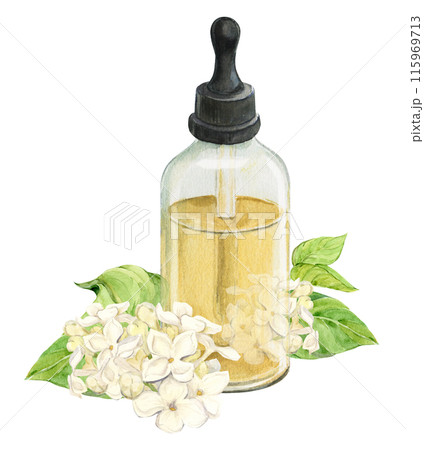 Fresh lilac flowers and a bottle of essential oil or infused water. Natural ingredient for cosmetics and perfumes. Aromatic hydrosol. Watercolor illustration with white syringa. 115969713