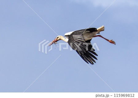 White stork flying over a cliff along the coastline of Odeceixe, Algarve, Portugal. 115969812