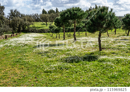 Portugal, Alentejo Region. Cork oak tree, Quercus suber, surrounded by wild chamomiles, Matricaria chamomilla Portugal, Alentejo Region. Cork oak tree, Quercus suber, surrounded by wild chamomiles, Matricaria chamomilla 115969825