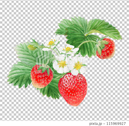 Red strawberry with white flowers bush handdrawn watercolor illustration. Food art, fresh botanical realistic painting. Summer sweet berry clipart for restaurant, cafe menu, farm goods, vegan products 115969927