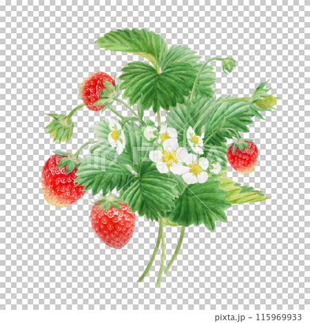 Red strawberry with white flowers bush handdrawn watercolor illustration. Food art, fresh botanical realistic painting. Summer sweet berry clipart for restaurant, cafe menu, farm goods, vegan products 115969933